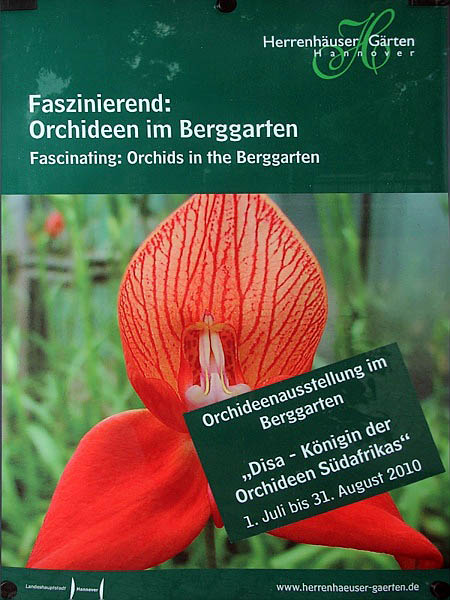 Disa-Orchidee   001.jpg